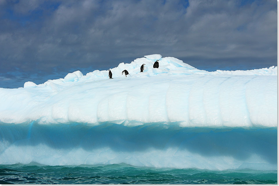 17408 Antarktis 2 Eselspinguine auf Eisscholle 5519 Foto Ton Valk