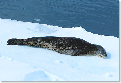 17408 Antarktis 2 Seeleopard 4067 Foto Ton Valk