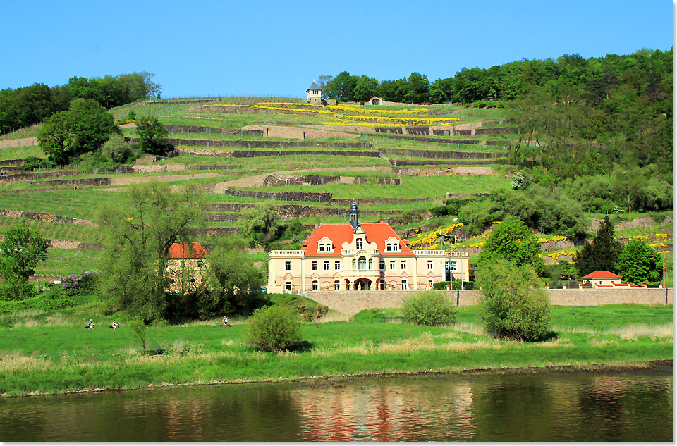 18410 PSW Bei Meissen wird Elbe Wein angebaut