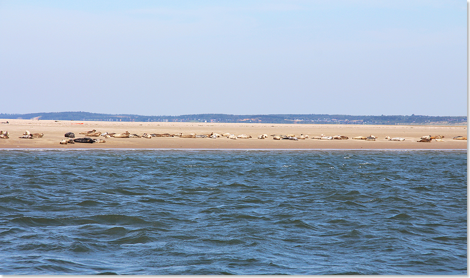 17508 29 Esbjerg Hafenrundfahrt Seehunde06 2015 Kai Ortel