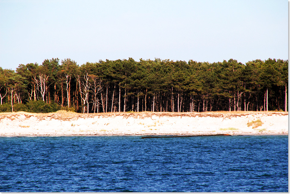 18512 PSW A 13 Kiefernwald auf Duenen saeumt das Westufer der Insel Hiddensee