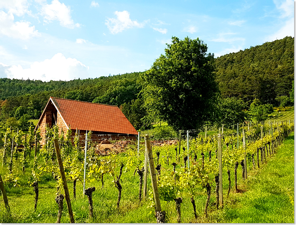 190515 10 Weinberg Huette am Rotwein Wanderweg