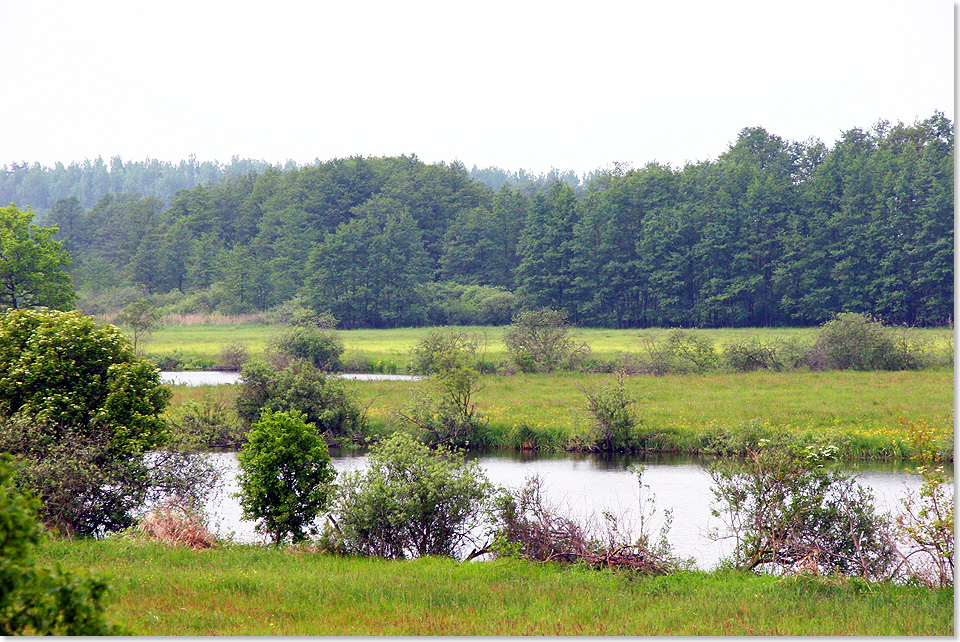 19514 PSW Wasser und Wald Landschaft an der Peene