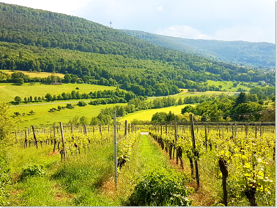 19515 09 Weinberg in der Mainhoelle am Hang des Suedspessarts