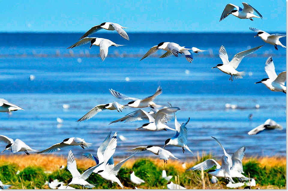 17614 Vogelreichtum Wattenmeer Provinz Groningen Foto Marketing Groningen