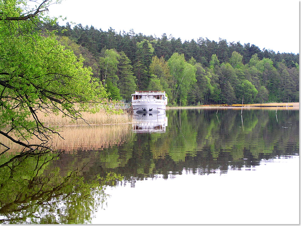 17617 PSW 4c MS CLASSIC LADY im Wald der Johannisburger Heide bei Piaski