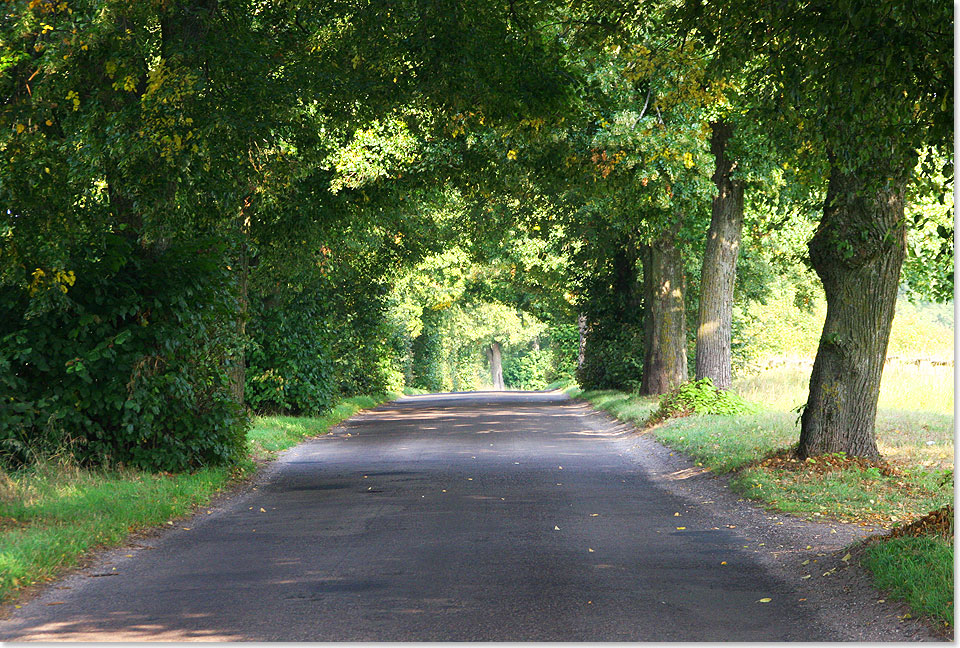 17617 PSW 61 Typische Allee zwischen Wilkassen und Loetzen