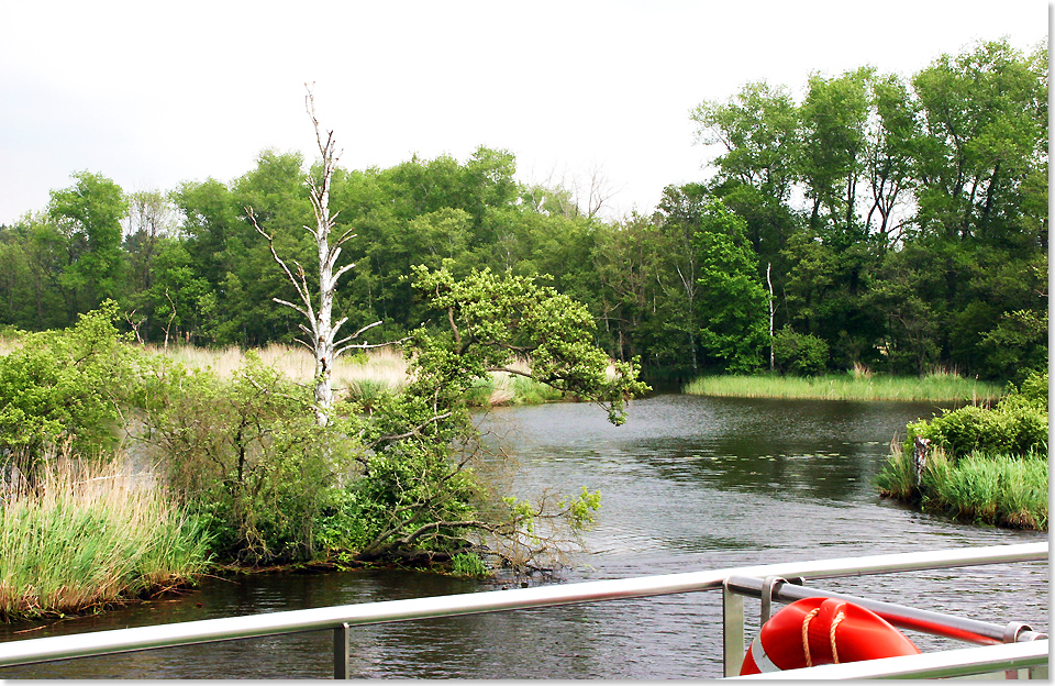 18613 PSW 41 Idyllischer gehts kaum noch als auf der Peene