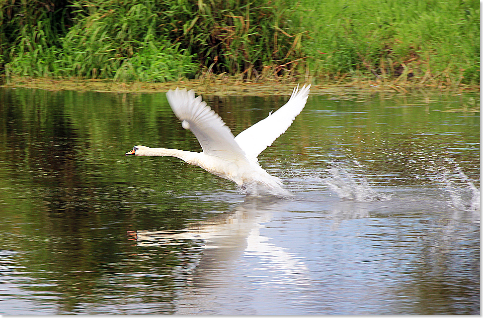 18614 PSW 15 Schwan startet auf dem spiegelglatten Wasser des Netze Unterlaufs