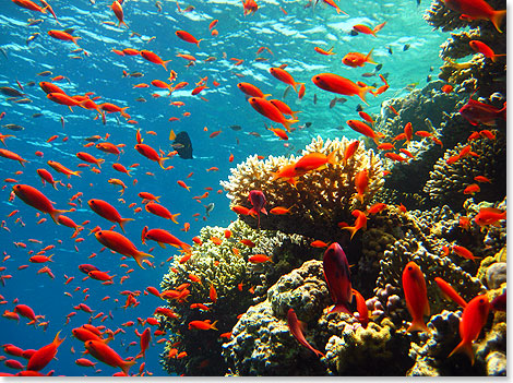 Korallenriff mit Fischen in der Sdsee