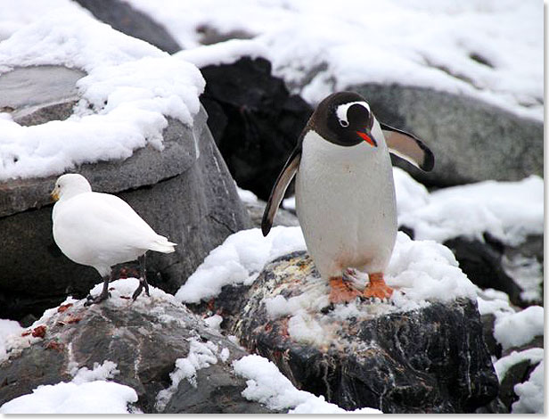 In der Paradise-Bay bei der chilenischen Station Almirante 
			Brown: Ein Pinguin in Gesellschaft eines 
			Weißgesicht-Scheidenschnabels
