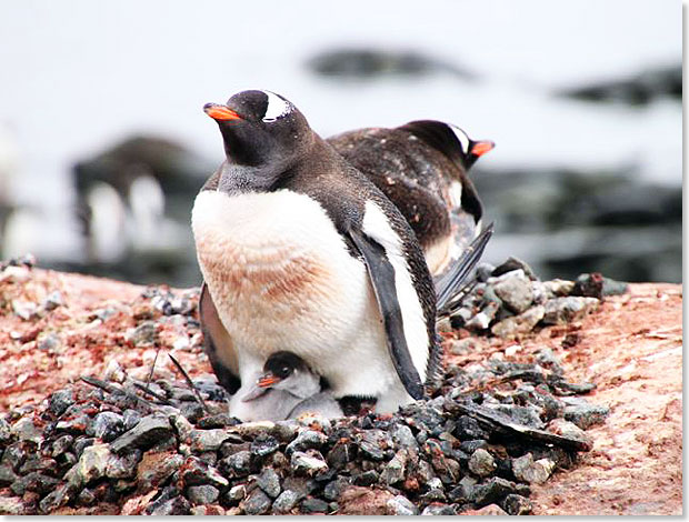 einem Lektor und Eselspinguine mit Jungtieren auf ihren Nestern