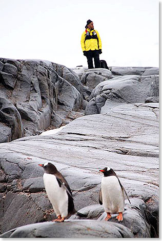 Eselspinguine bei Port Lockroy, bewacht von