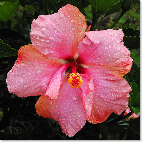 ebenso der mit 
	rund 300 Arten auf der ganzen Erde verbreitete Hibiskus