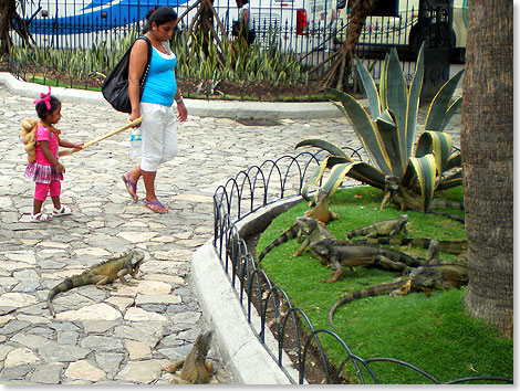 Die zahmen Leguane sind eine Attraktion in Guayaquil