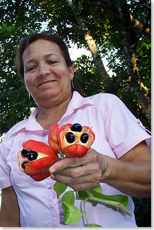 Baumfrucht Ackee