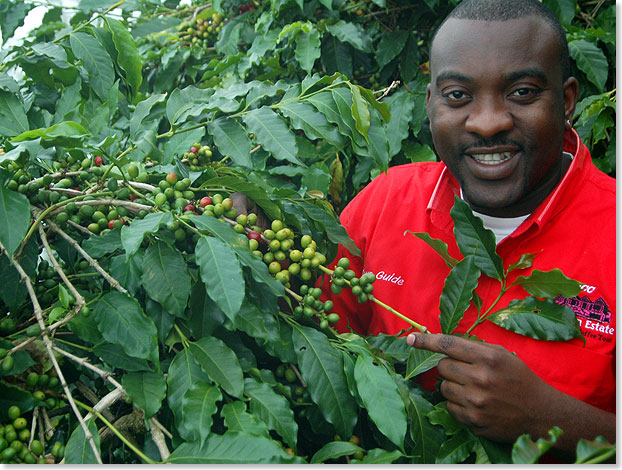 An den Hngen der hchsten Erhebung Jamaikas im Osten der Insel, dem 2.256 Meter hohen Blue Mountain Peak, gedeiht die international begehrte Kaffeesorte Jamaican Blue Mountain