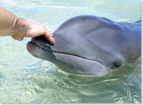 hauseigenen Delfin-Lagune