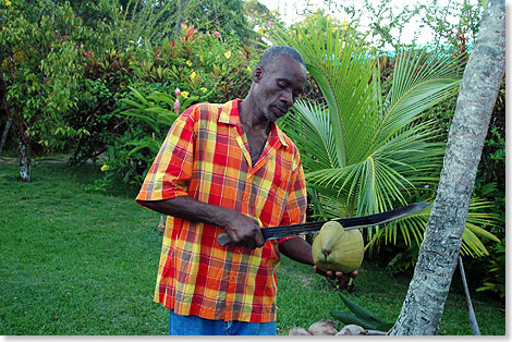 Kokosnüsse gehören zu den Grundnahrungsmitteln auf Jamaika. Das Öffnen mit einer Machete sollten Ungeübte besser einem Einheimischen überlassen
