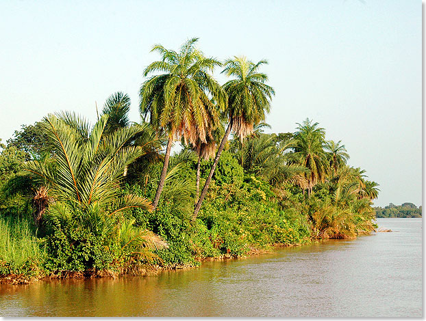 Mit einer Lnge von 1.120 Kilometern gehrt der Gambia-Fluss zu den Hauptstrmen Afrikas