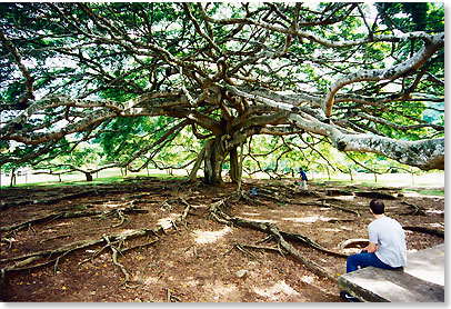 In Kandy steht der grte Gummibaum der Welt