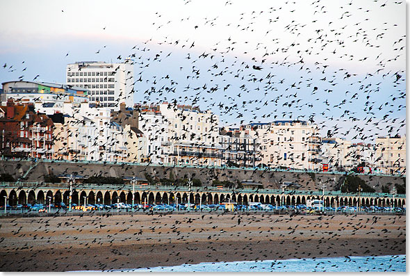 Beste Startzeit zur Tour durch Brighton ist die Happy Hour  wenn die Stare schlafen gehen. Ihre kunstvollen Flugwolken sollte man sich vorher nicht entgehen lassen