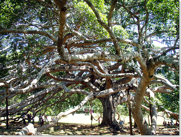Im Botanischen Garten von Kandy steht der mächtigste Gummibaum der Welt. Die über 1.000 Quadratmeter große Fläche der Ficus-Krone ist so schwer, dass sie durch abgesägte Baumstämme gestützt werden muss.