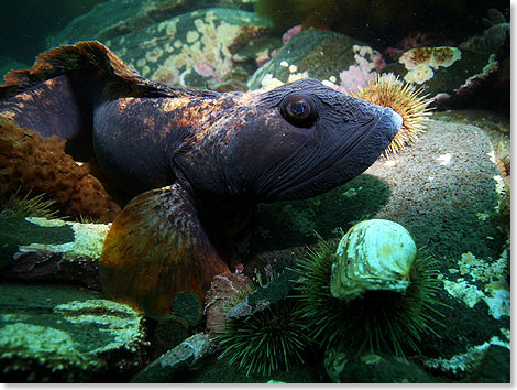 Ein Ocean Pout hat auf der LORD STRATHCONA ein Zuhause gefunden. 