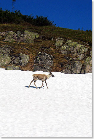  Karibus halten sich gerne auf Schneefeldern auf, da es
dort weniger Insekten gibt.