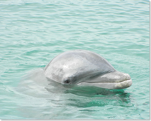 Freeport: Schwimmen mit Delphinen, die aufgeweckt und alles andere als menschenscheu sind.