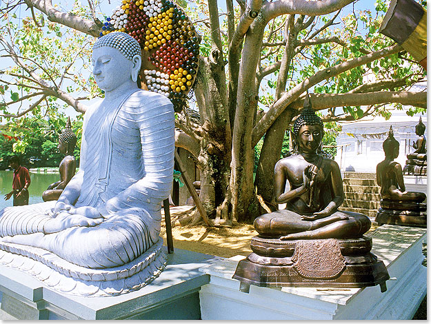 Im Garten des Diamant-Tempels in Colombo sind die Buddhas um einen heiligen Baum gruppiert.
