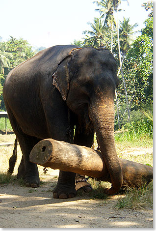 Zu den prominentesten der im MEF lebenden ehemalige Arbeitselefanten gehört diese 42-jährige Dickhäuterin, die als Jugendliche in einer Tarzan-Verfilmung den „Tantor” spielte.