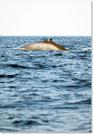 Ein 
			junger Blauwal taucht auf. Der Guide schätzt die Körperlänge des 
			friedlichen Meeressäugers auf zehn Meter