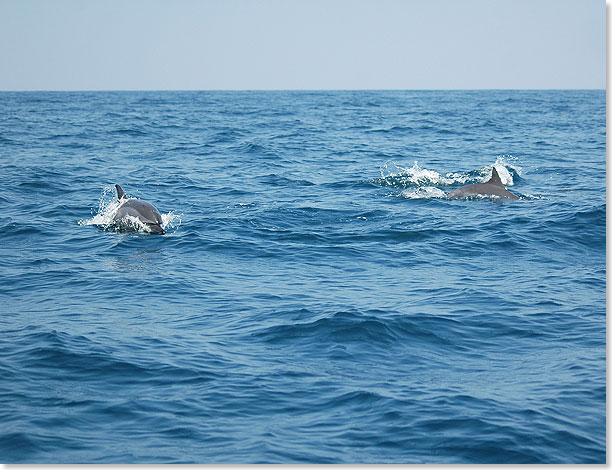 Selbst bei einer Walbeobachtungstour, wie hier bei Mirissa, darf ein Auftritt der munteren Delfine nicht fehlen.