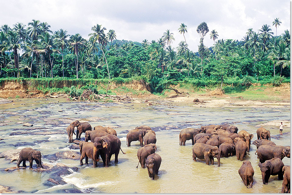 Die Bewohner des Elefantenwaisenhauses in Pinawela (13 Kilometer von Kegalle) lieben das Bad im Maya Oya Fluss