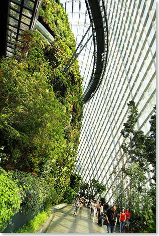 Im tropischen Dickicht von Cloud Forest lassen sich zahlreiche Orchideen, Kannenpflanzen und Farne entdecken.