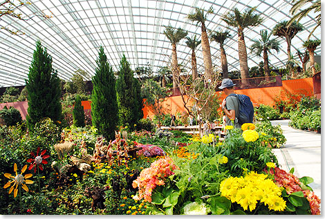 Im Flower Dome gedeihen Bume, Strucher und Blumen aus der nrdlichen Erdhemisphre. ltester Bewohner ist ein tausendjhriger Olivenbaum aus Italien.