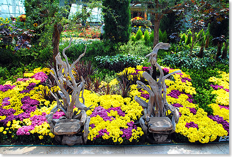 Blumen wie Chrysanthemen oder Astern fhlen sich im Flower Dome sehr wohl und gedeihen prchtig.