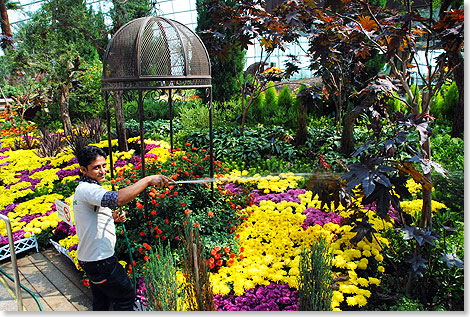 Insgesamt werden in den beiden groen Gewchshusern der Gardens by the Bay 260.000 Pflanzen gepflegt.