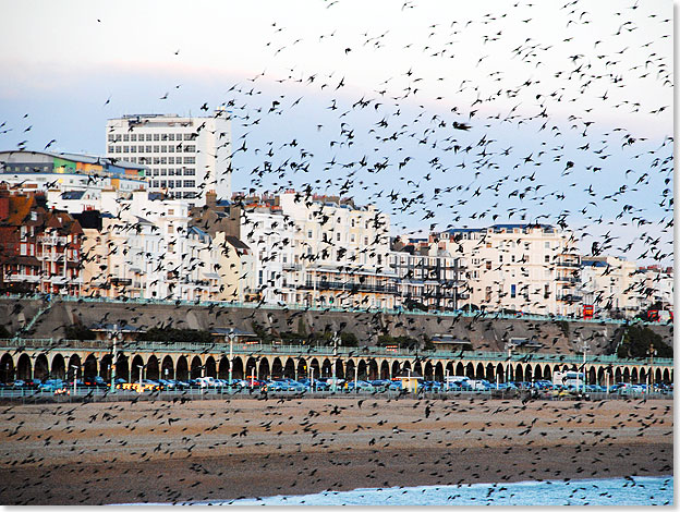 Kurz vor Sonnenuntergang treffen sich tausende von Staren zu famosen Figurenflgen zwischen Brighton Pier und Promenade.