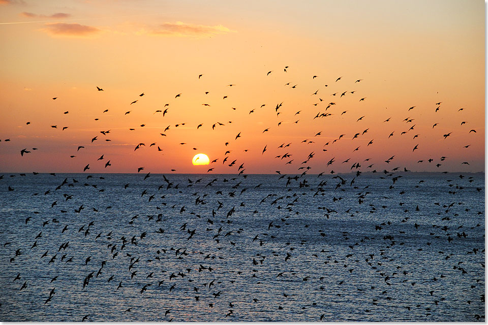 Auf der Seebrcke Brightons steht oder sitzt man in der ersten Reihe, wenn sich kurz vor Sonnenuntergang Tausende von Staren zu famosen Figurenflgen treffen.