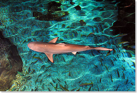 Zu den prominentesten Bewohnern des Groaquariums Sea Life Brighton gehrt eine stattliche Anzahl von Haien.