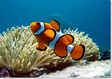 Der Versuch, Nemo zu finden, wird angesichts der weitlufigen Korallenriffe nicht ganz leicht werden.