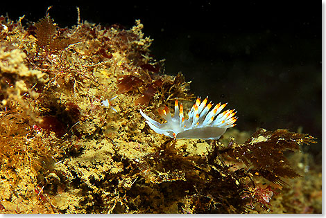 Die kleinen Tiere messen meist weniger als 1Zentimeter und bestechen trotzdem durch ihre filigrane Form und unglaubliche Farben.