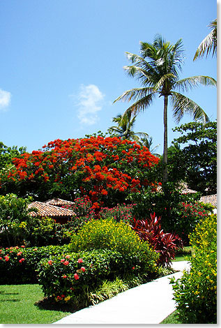 Üppige Grünanlagen mit blühenden Bäumen und Sträuchern machen das Tropic-Feeling des Fünfsterneresorts perfekt.