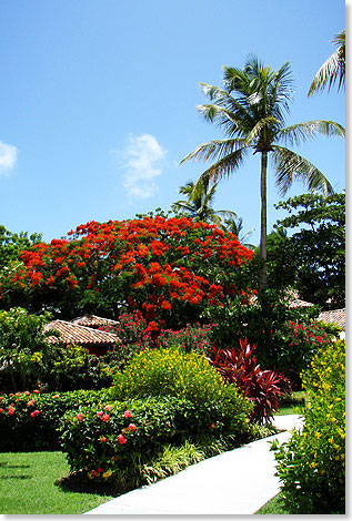 ppige Grnanlagen mit blhenden Bumen und Struchern machen das Tropic-Feeling des Fnfsterneresorts perfekt.