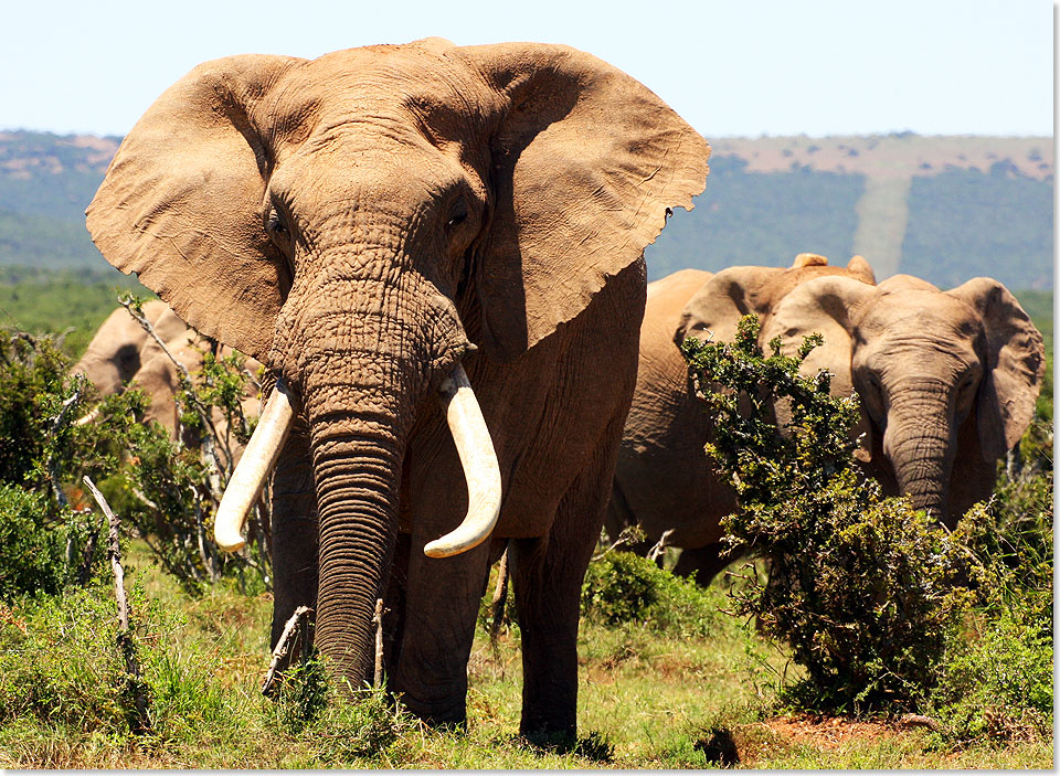  Safari ist eigentlich ein gngiger Begriff der Swahili-Sprache fr eine Reise jeglicher Art. Er fand seit der Kolonialzeit Eingang in die deutsche und englische Sprache der einstmaligen Kolonialherren und wurde damals vor allem zur Bezeichnung einer Jagdreise in Ostafrika verwendet, bei der gewhnlich Growild erlegt wurde.
Auf unserer Reise erlegen Sie das Growild in Kenia und Sdafrika mit Ihrer Kamera.