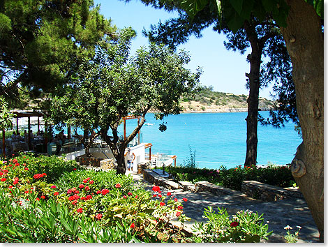 Prächtige Hibiskusgärten und Blumenrabatten gehören ebenso zum Minos Beach Art Hotel wie seine klassisch-traditionelle kretische Architektur.