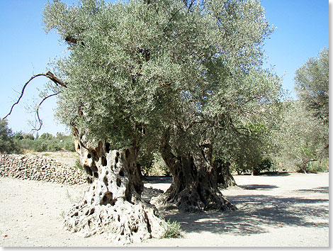 Neben Wein und Obst gehören Oliven zu den landwirtschaftlichen Hauptprodukten der Insel. Mit dem Ertrag von rund 16 Millionen Olivenbäumen gehört sie zu den größten Olivenölexporteuren der Europäischen Union. Nahe dem Dorf Kavousi im Nordosten Kretas steht der mit geschätzten 3.250 Jahren womöglich älteste Olivenbaum der Welt. 