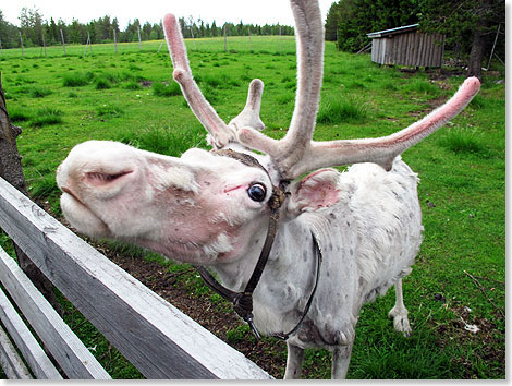 In Lappland leben etwa 240.000 Rentiere  mehr als Menschen. Im Winter werden die halbwilden Tiere zusammengetrieben, einige Rentierfarmer produzieren sogar Rentiermilch und -kse.